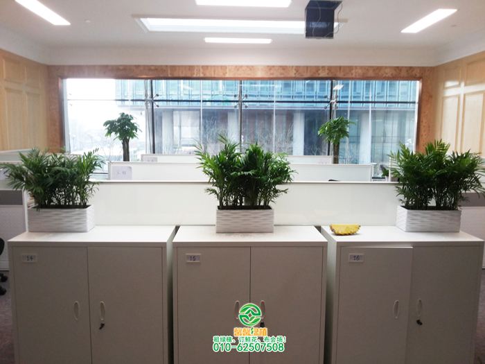 小夏威夷椰子组盆效果_绿植租摆-绿植租赁-绿植公司-北京敬和园艺