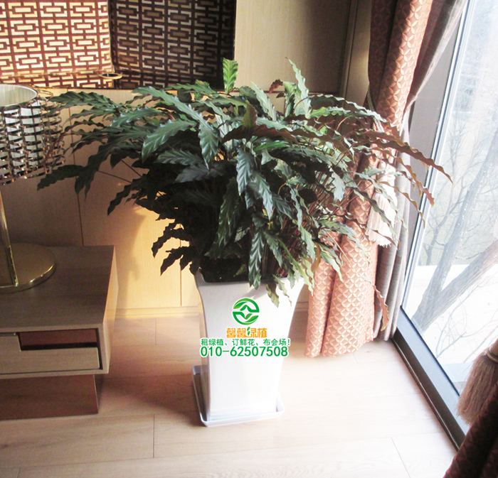 竹芋类植物配方盆效果