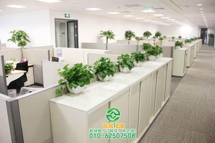 小吊兰摆放效果3_绿植租摆-绿植租赁-绿植公司-北京敬和园艺