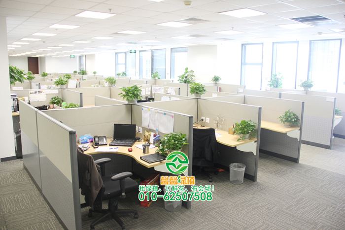 小吊兰摆放效果2_绿植租摆-绿植租赁-绿植公司-北京敬和园艺