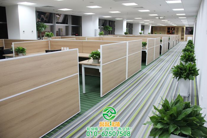 万年青摆放案例_绿植租摆-绿植租赁-绿植公司-北京敬和园艺