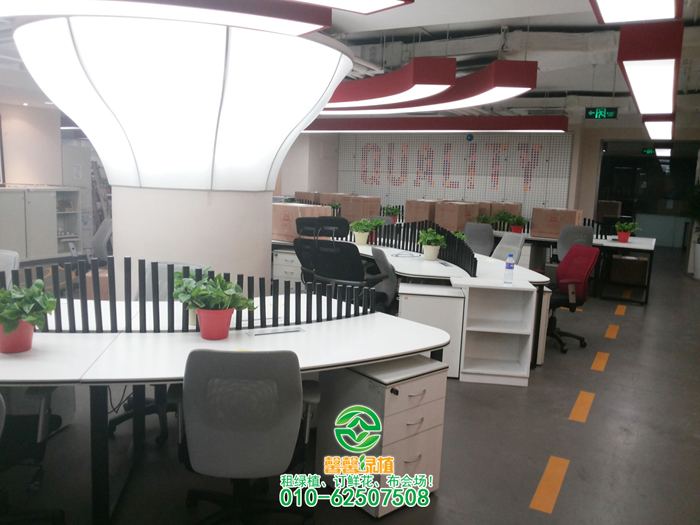 小吊兰摆放效果1_绿植租摆-绿植租赁-绿植公司-北京敬和园艺