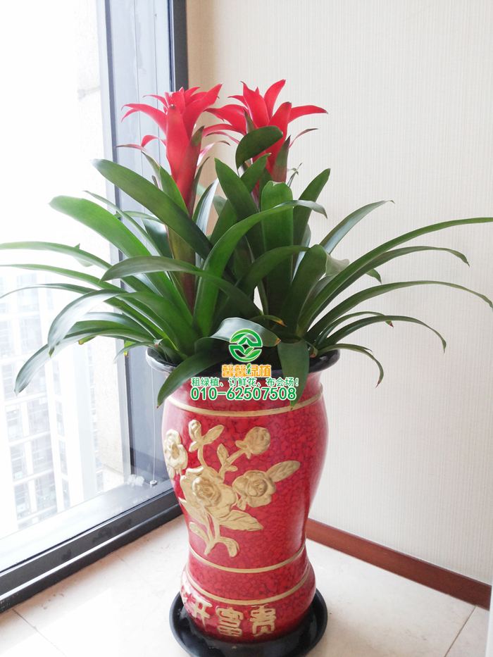 凤梨（平头红）