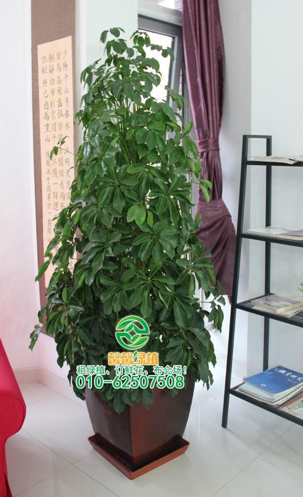 鹅掌柴