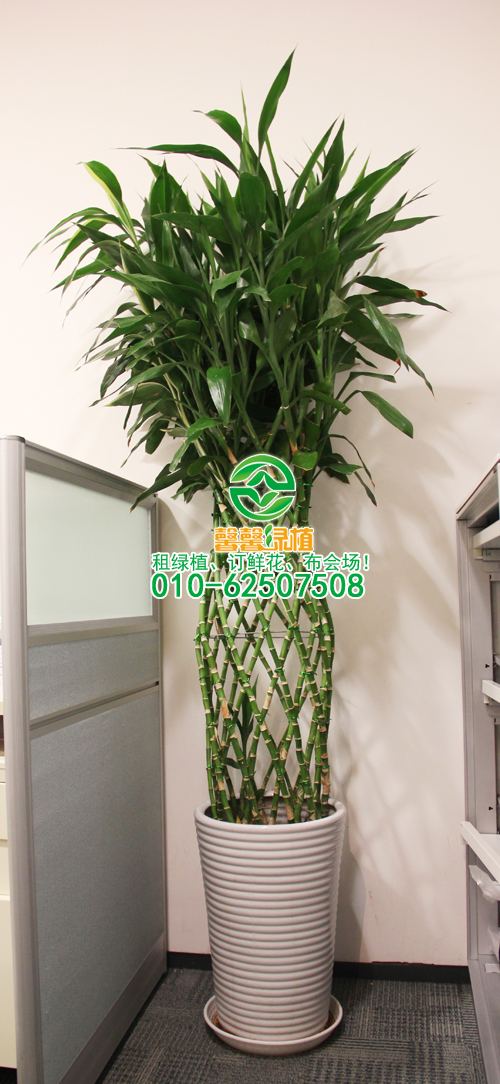 富贵竹笼