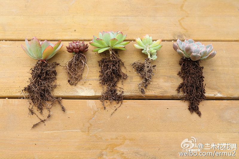 多肉植物-上盆小窍门