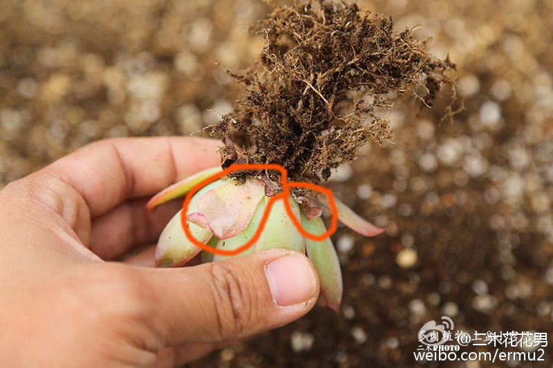 多肉植物-上盆小窍门