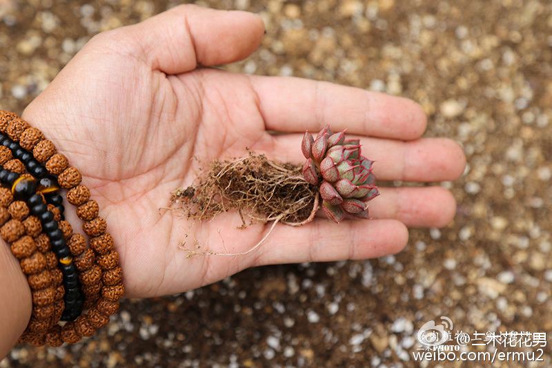 多肉植物-上盆小窍门