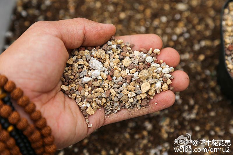 多肉植物-上盆小窍门