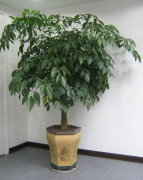 独本绿宝树