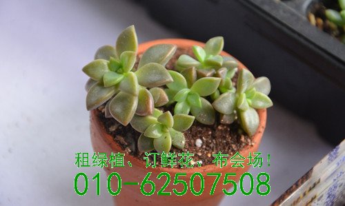 多肉世界知多少
