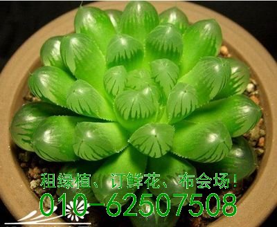 多肉世界知多少