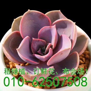 多肉世界知多少
