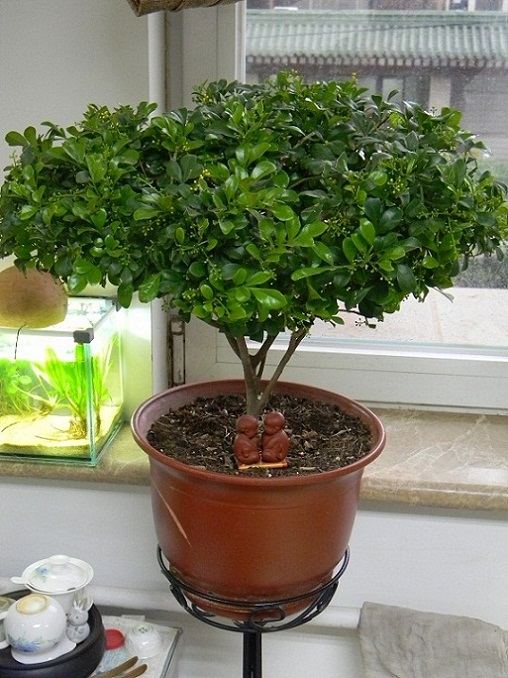 这些植物，放在家里很有必要！