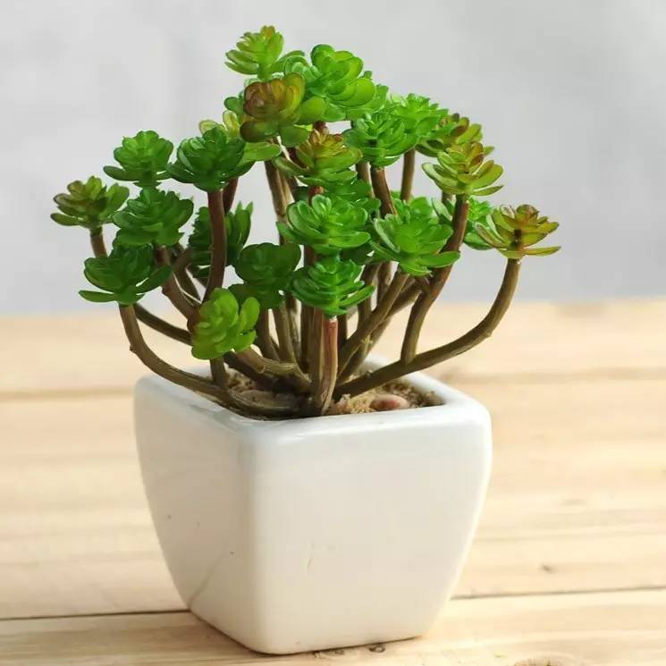 绿植艺术赏析