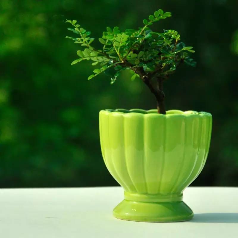 绿植艺术赏析