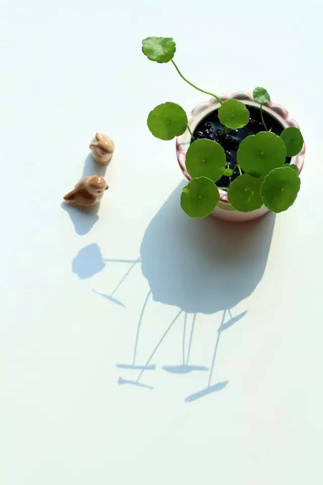 绿植艺术赏析