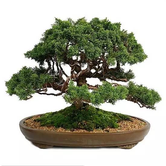 盆景 跳跃着灵魂 蓬勃着诗意 无穷高的逼格