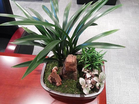 花卉组盆