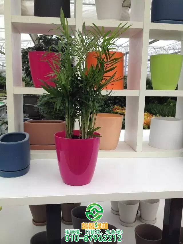 小型植物欣赏