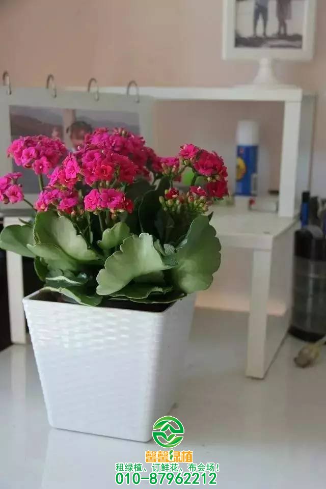 小型植物欣赏