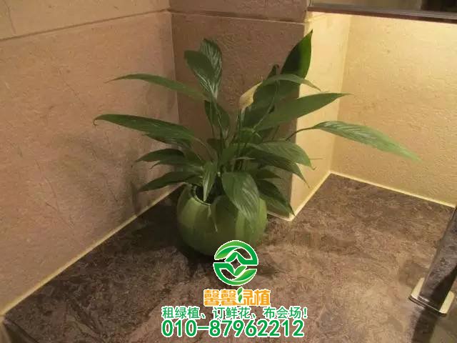 小型植物欣赏