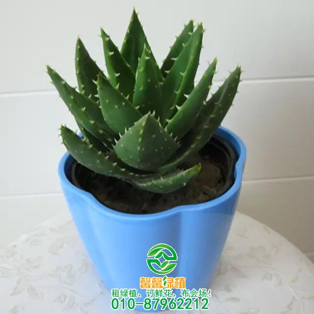 办公室绿植搭配设计艺术