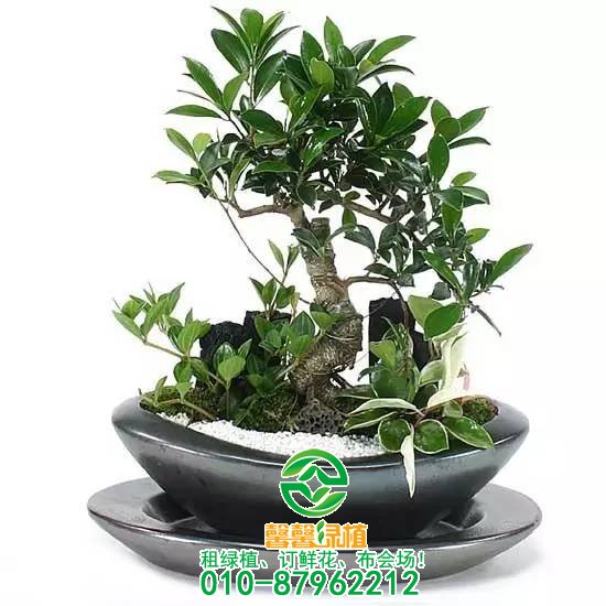 你了解盆景生长的注意事项吗？