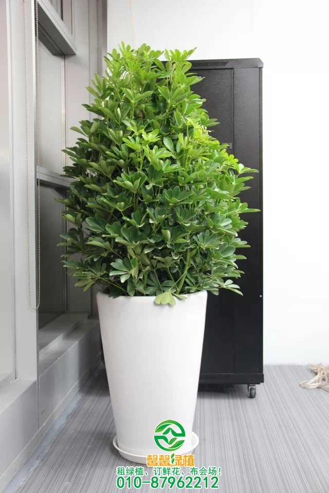 绿植租摆过程中花卉黄叶巧妙处理