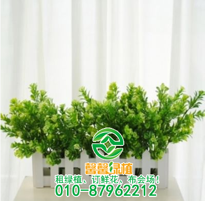 如何防治米兰早春夭折