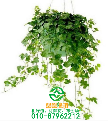 如何栽培与繁殖管理常春藤