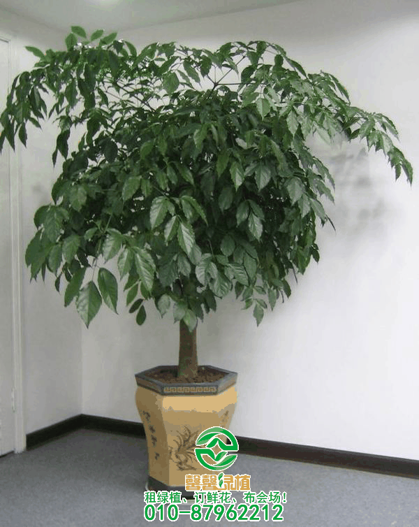 独本绿宝树
