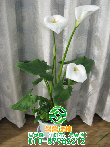 超耐湿的6款适合家里种植的花，浇不死的六种花
