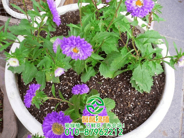 超耐湿的6款适合家里种植的花，浇不死的六种花