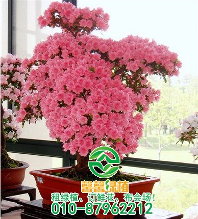 超耐湿的6款适合家里种植的花，浇不死的六种花