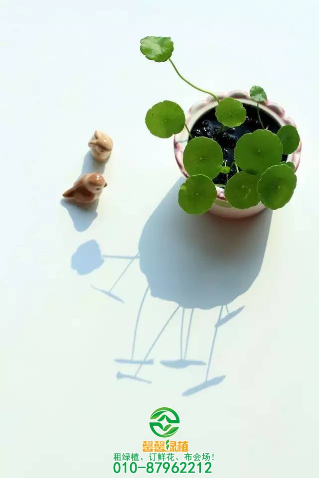 超耐湿的6款适合家里种植的花，浇不死的六种花