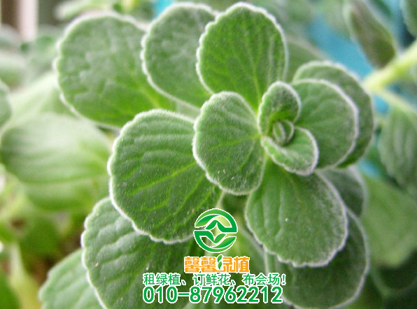 神奇的多肉植物：有“水果味”的六种多肉植物