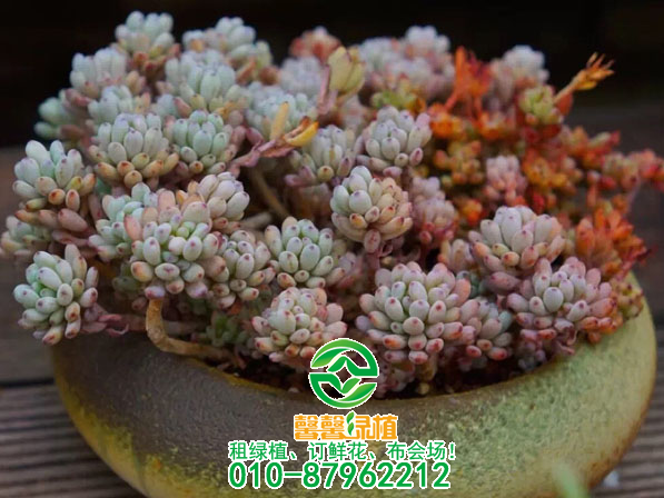 神奇的多肉植物：有“水果味”的六种多肉植物
