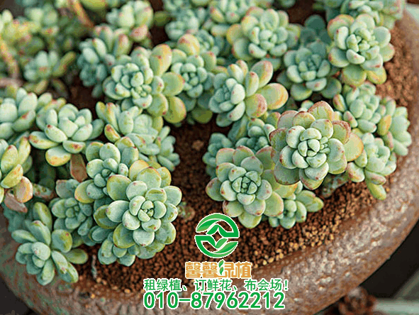 神奇的多肉植物：有“水果味”的六种多肉植物