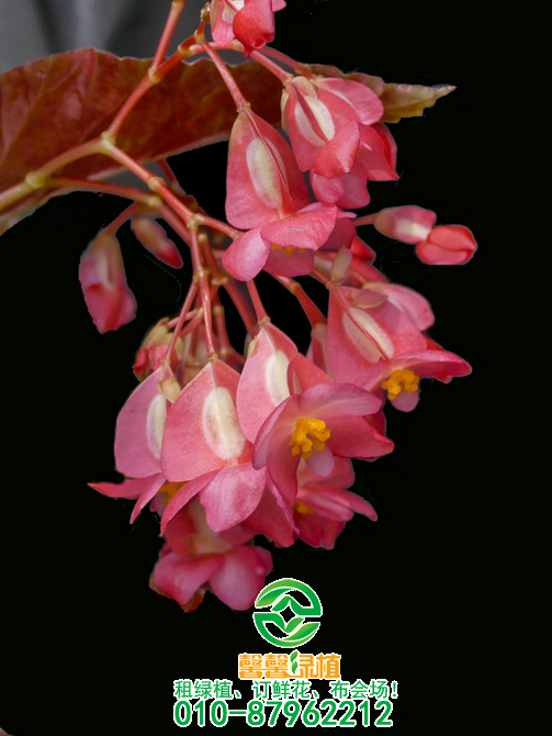 这八款垂吊花卉挂起种植更美！