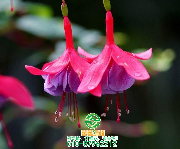 这八款垂吊花卉挂起种植更美！