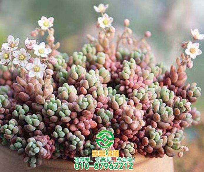 哪些多肉植物好养呢