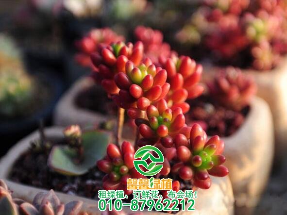 哪些多肉植物好养呢
