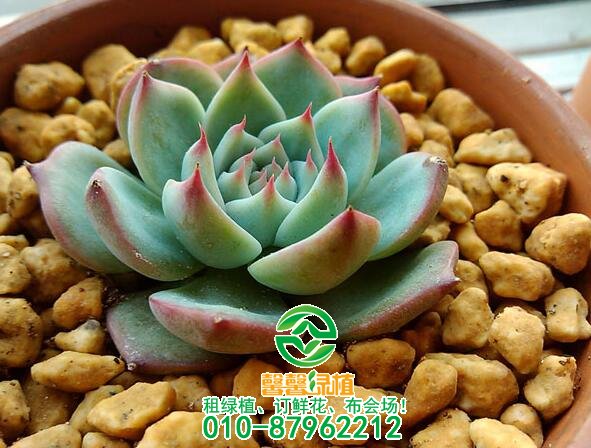 哪些多肉植物好养呢
