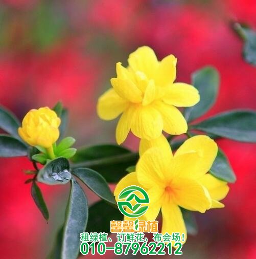 养殖花卉多久修剪一次?应该怎么修剪