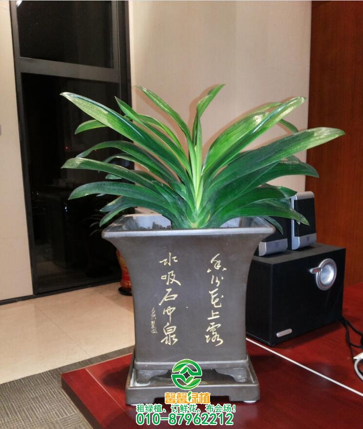常见花卉不开花原因,养花不开的看过来!