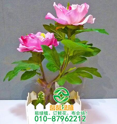 常见花卉不开花原因,养花不开的看过来!