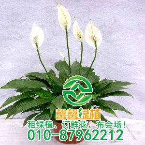 常见花卉不开花原因，养花不开的看过来！