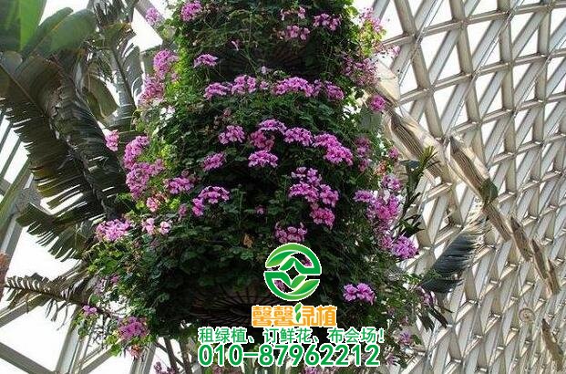 常见花卉不开花原因，养花不开的看过来！