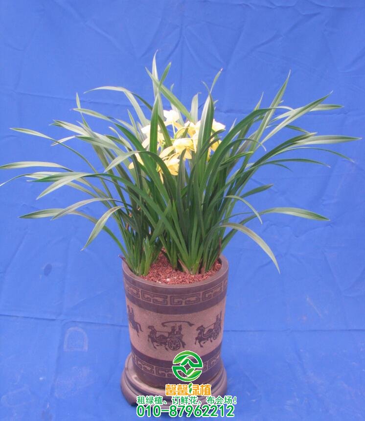 开运植物